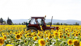 В текущем году «Прозерно» ожидает рекордного урожая подсолнечника в России 